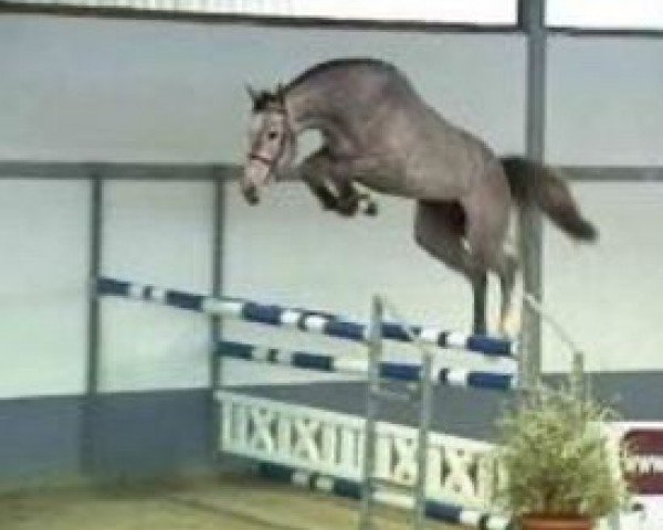 Deckhengst Alain (KWPN (Niederländisches Warmblut), 2005, von Sandro Boy)