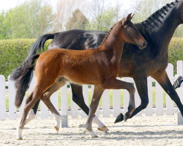 horse Vitalicio Vincenzo JVR (Westphalian, 2022, from Vitalis)