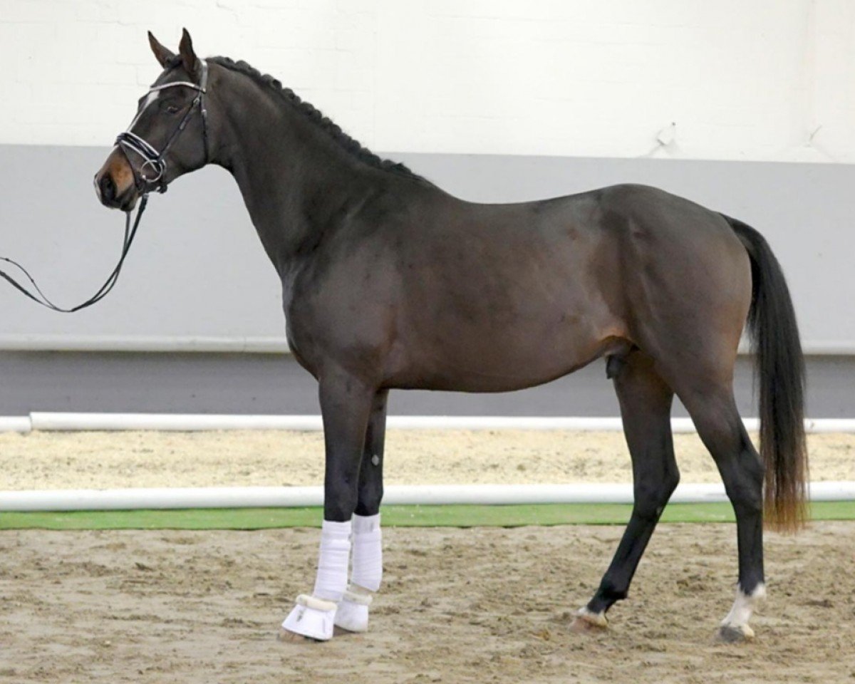 horse Zapperlot 4 (Westphalian, 2018, from Zoom)