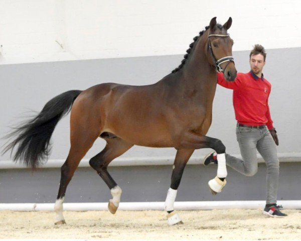 Pferd Hengst von Incognito / Negro / Quattro B (KWPN (Niederländisches Warmblut), 2018, von Incognito)