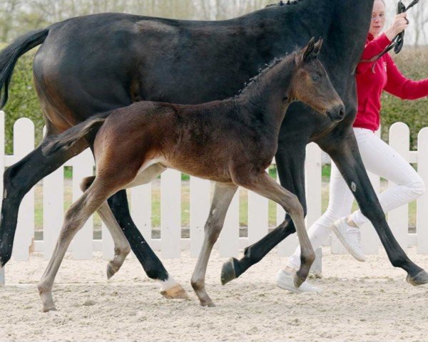 horse Coco Fizz (Westphalian, 2022, from Champagner Fizz)