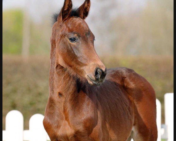 horse Bachelor (Westphalian, 2022, from Bach)