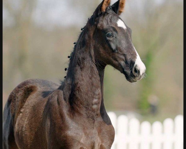 Pferd Dylano (Westfale, 2022, von Dettori)