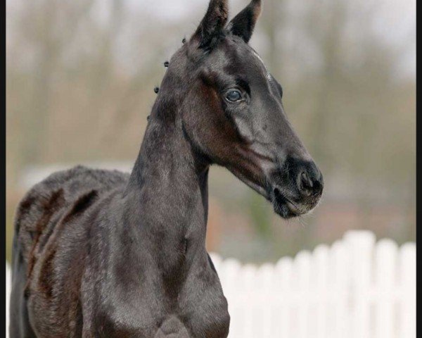 horse Traumtänzer (Westphalian, 2022, from Total Hope OLD)