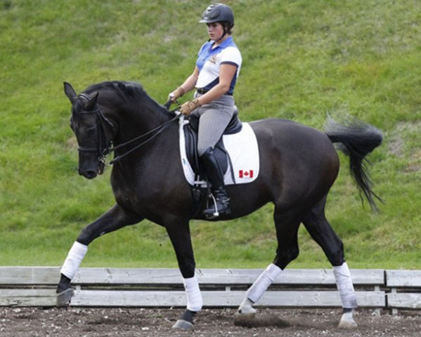 horse Rolex Tyme (Oldenburg, 2004, from Rosario 37) horse Rolex Tyme (Oldenburg, 2004, from Rosario 37)