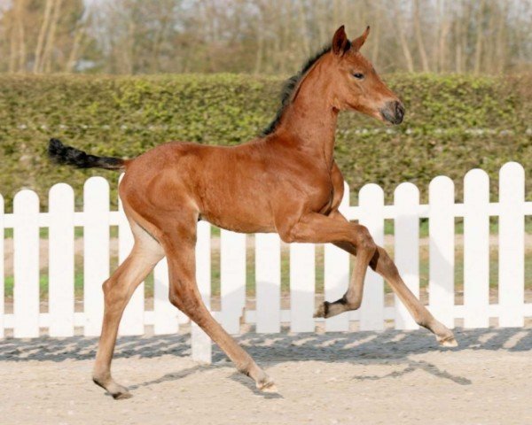 Pferd Valea (Westfale, 2022, von Vaderland OLD)