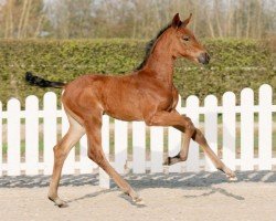 horse Valea (Westphalian, 2022, from Vaderland OLD)