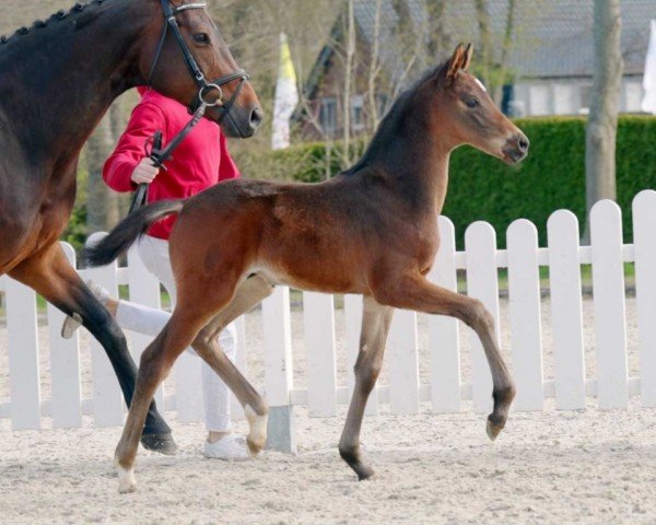 horse Daily Love (Westphalian, 2022, from Donier)