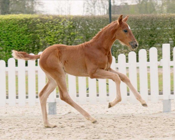 horse HA Bayonne (Westphalian, 2022, from Blue Hors Baron)