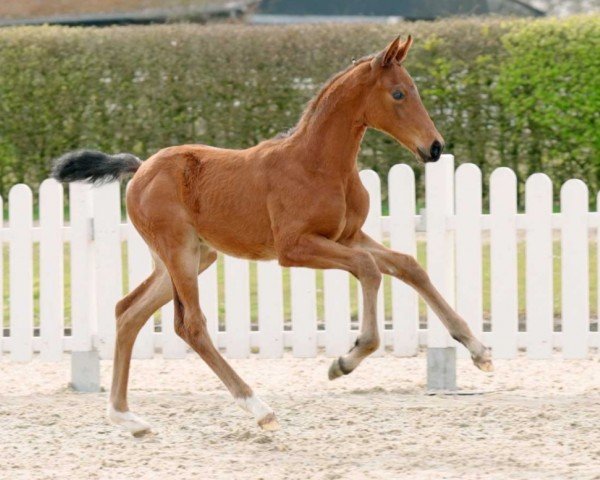 horse Twilight B (Westphalian, 2022, from Taurus)