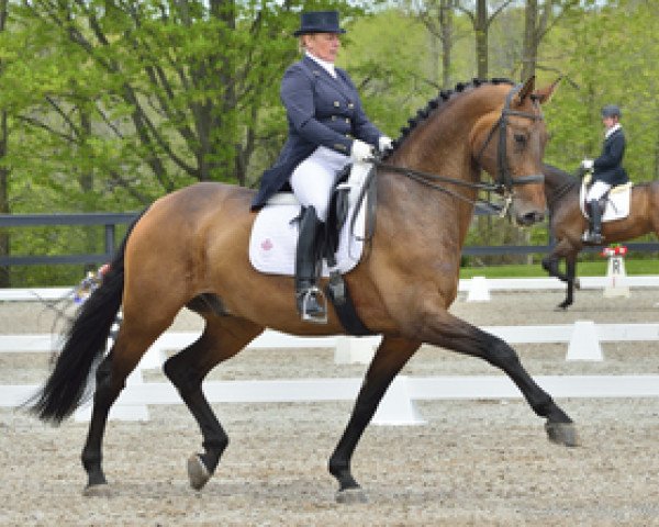 dressage horse Rigaudon Tyme (Oldenburg, 2004, from Rosario 37)