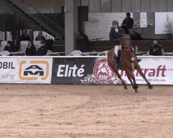 Reitturnier Ranshofen - Braunau am Inn 2024