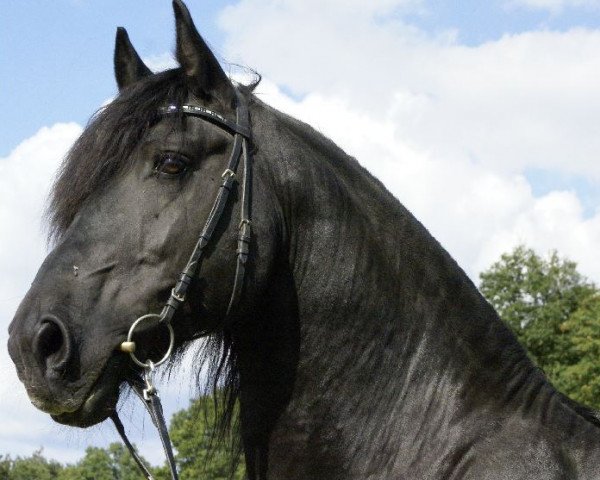 stallion Lupke DFC (Friese, 2003, from Sape 381)
