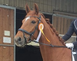 dressage horse Sandringham 4 (Hanoverian, 2017, from Sir Heinrich OLD)