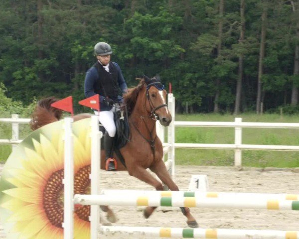 Reitturnier Nordstetten- Horb 2024