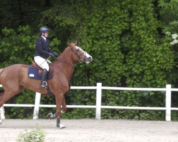 Reitturnier Losheim am See 2024