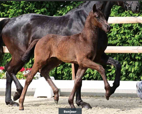Pferd Hengst von Bon Esprit / Imposantos (Oldenburger, 2024, von Bon Esprit)