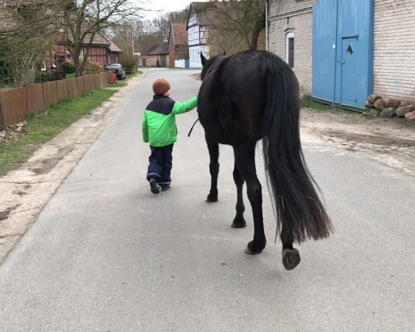 Video von Fürstenrose