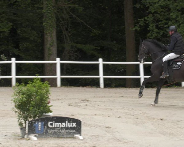 Reitturnier Losheim am See 2024