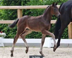Pferd For Rubin (Oldenburger, 2024, von For Dance)