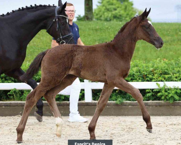 horse Esprit's Denira (Oldenburg, 2024, from Bon Esprit)