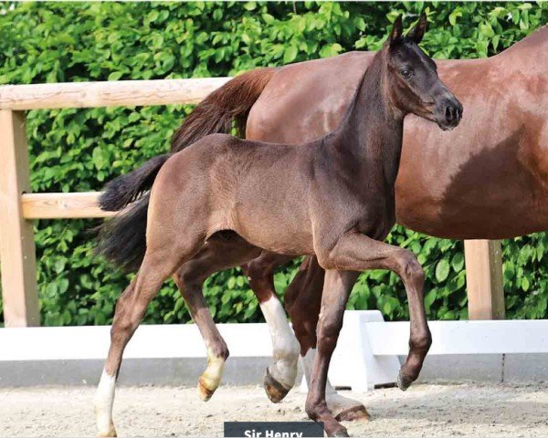 horse Sir Henry (Oldenburg, 2024, from St. Emilion)