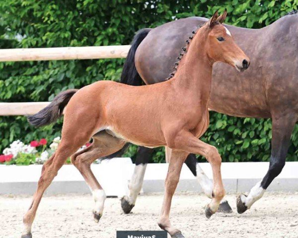 horse Maviva S (Oldenburg, 2024, from Viva Romance PS OLD)
