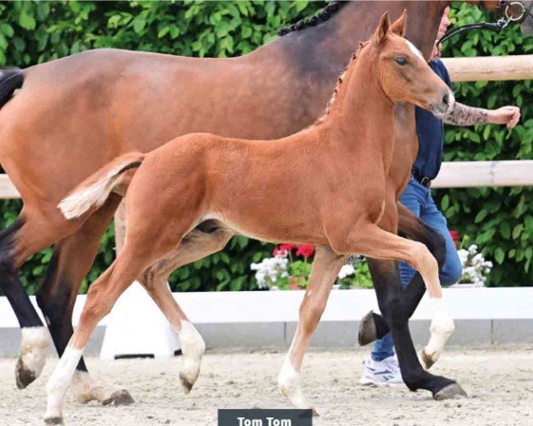 horse Tom Tom (Oldenburg, 2024, from Glock's Toto Jr.)