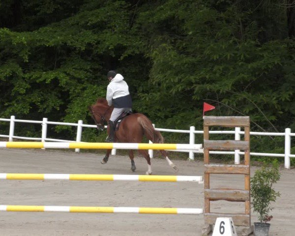 Reitturnier Losheim am See 2024