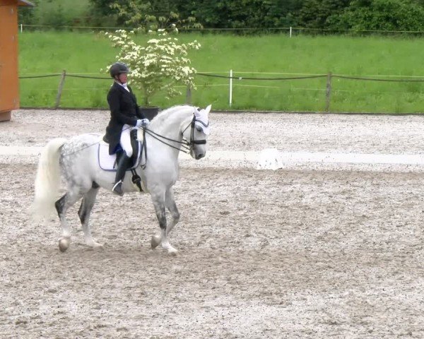 Reitturnier Gossau 2024