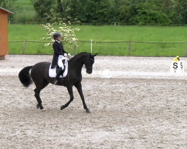 Reitturnier Gossau 2024