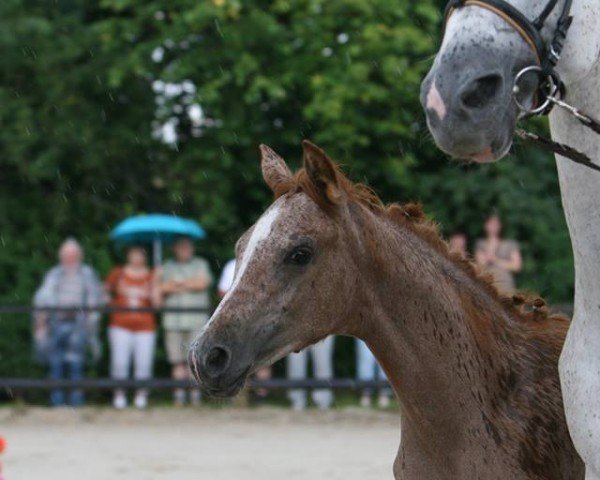 Pferd Freundin (Trakehner, 2016, von Pagur ox)