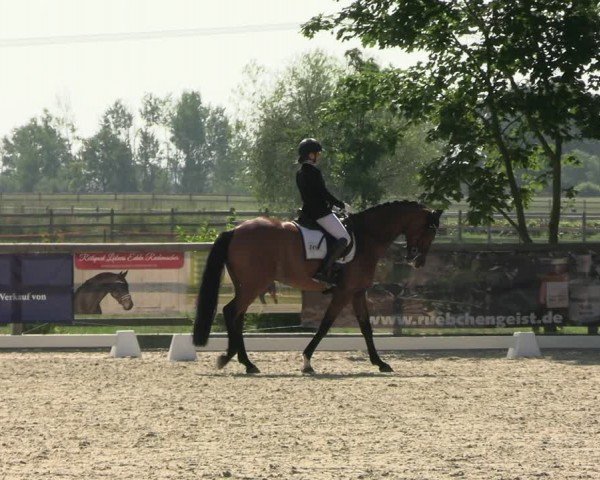 Reitturnier Ruhlsdorf 2024
