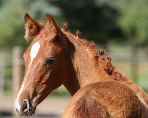 Pferd Favoritin (Trakehner, 2019, von Pagur ox)