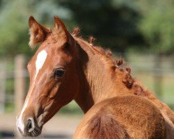 Pferd Favoritin (Trakehner, 2019, von Pagur ox)