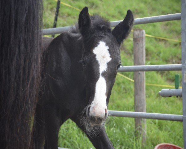 horse Spirit CH (Swiss Warmblood, 2024, from Diacontinus)