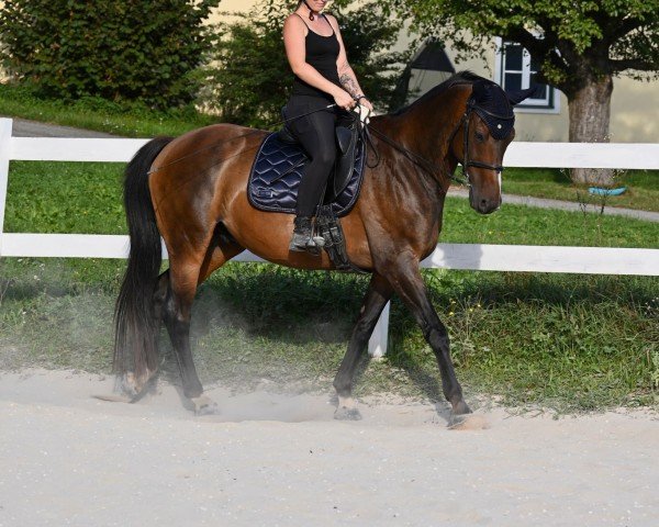 horse For Zaza (Hanoverian, 2007, from For Edition)