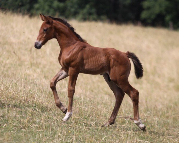horse Puschkin (unknown, 2021, from Pagur ox)