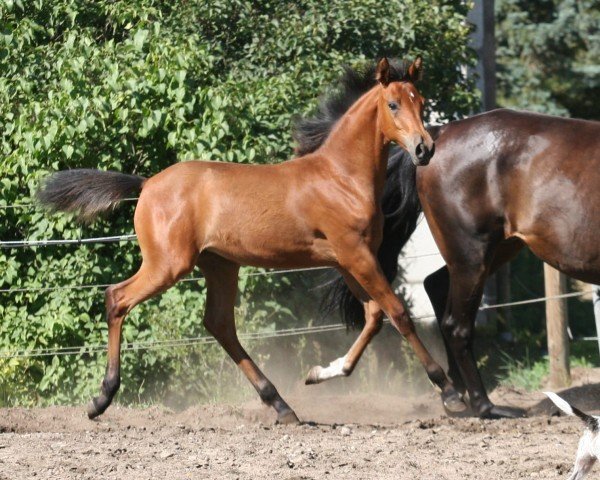 Zuchtstute Osobenaja (Trakehner, 2019, von Pagur ox)