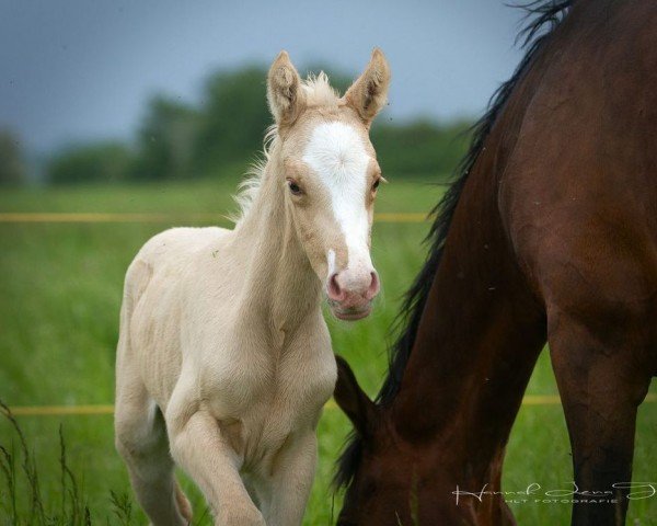 horse HLT Really Nice (German Riding Pony, 2024, from Genesis BL)