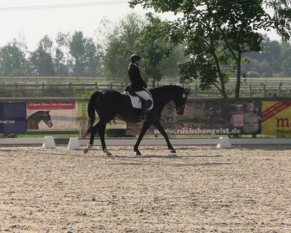 Reitturnier Ruhlsdorf 2024