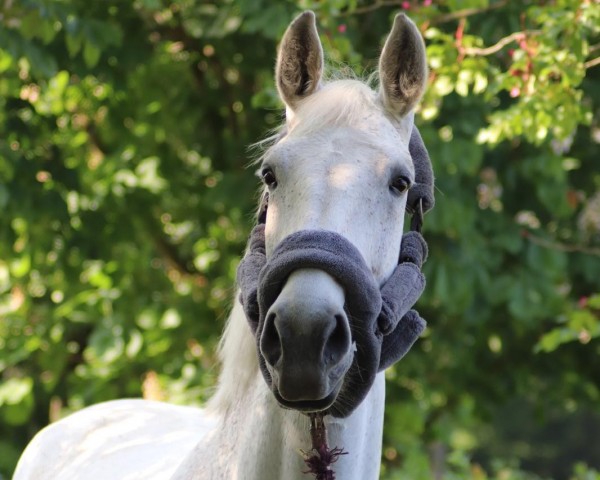broodmare Colina (Holsteiner, 2011, from Corrado I)
