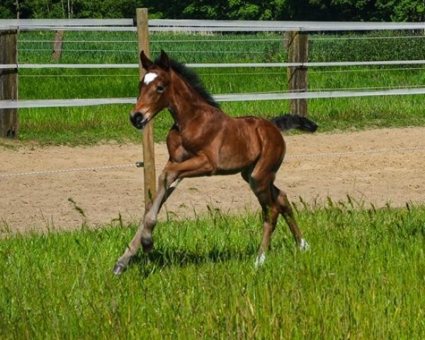 stallion Moonlight Shadow K.A. (German Riding Pony, 2024, from Mylord Manolito)