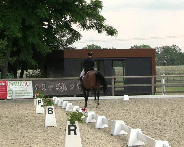 Reitturnier Ruhlsdorf 2024