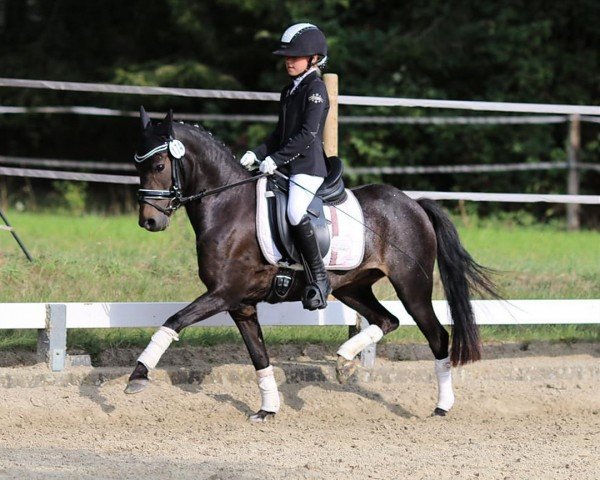 Dressurpferd Top Sine Beauty Girl (Hackney (Pferd/Pony), 2013, von Nobel Rebel)