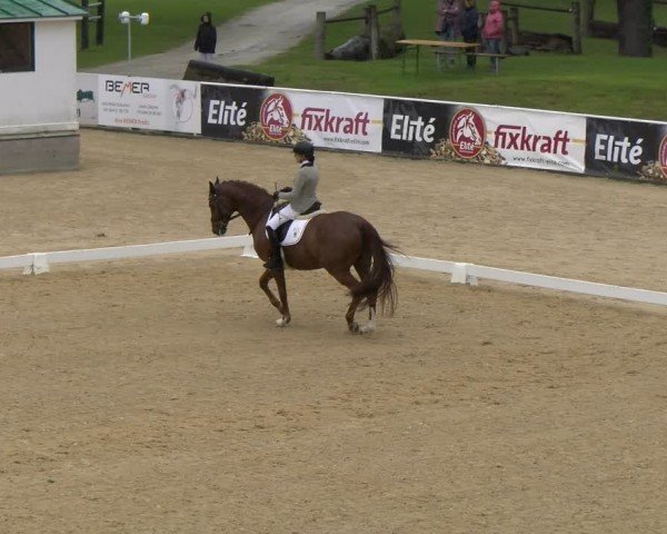 FEI internationales Paralympisches Turnier Stadl-Paura 2024