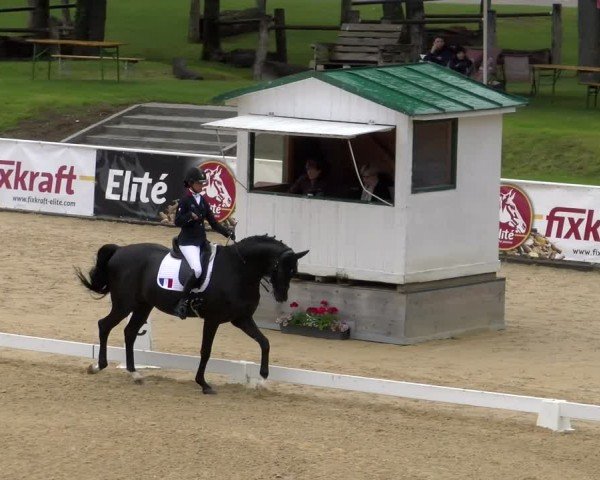 FEI internationales Paralympisches Turnier Stadl-Paura 2024