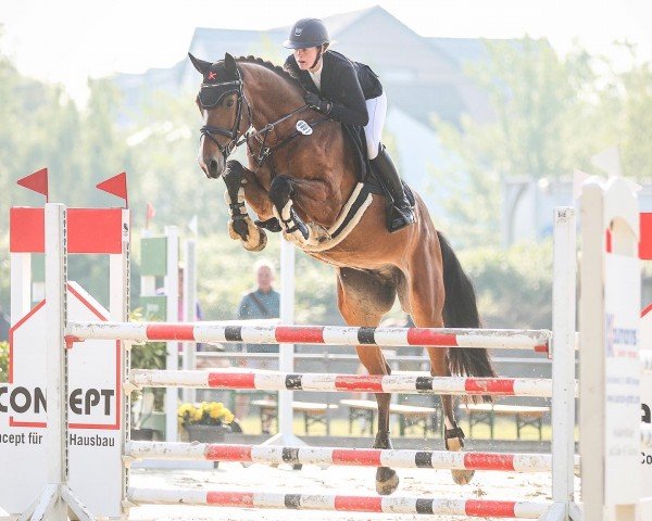 Springpferd Call me Kermit (Holsteiner, 2015, von Cachas)