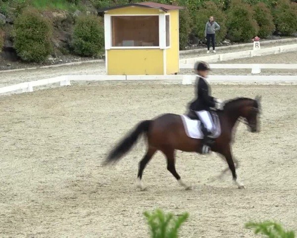 FEI Reitturnier St. Margarethen 2024