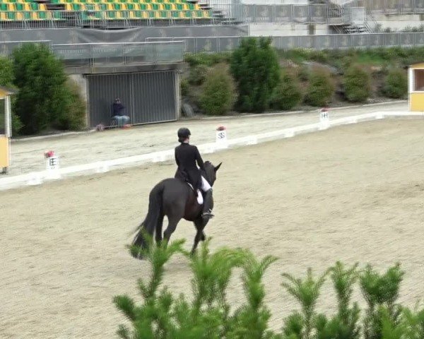 FEI Reitturnier St. Margarethen 2024